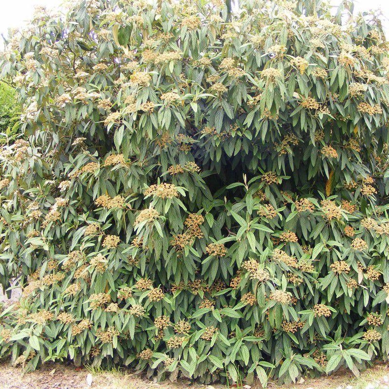 Viburnum rhytidophyllum * - Viorne ridée persistante