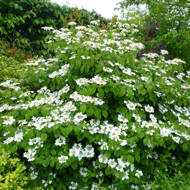 Viburnum plicatum 'Watanabe' * - Viorne de Chine blanc crème