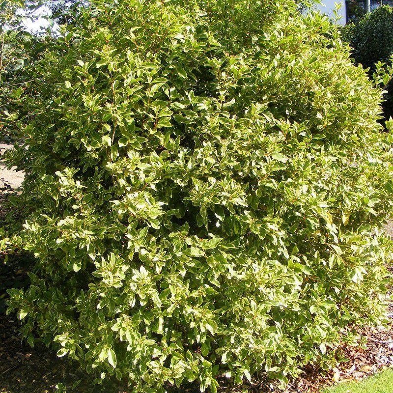 Viburnum tinus 'Variegatum' * - Laurier tin panaché - Viorne vert et jaune