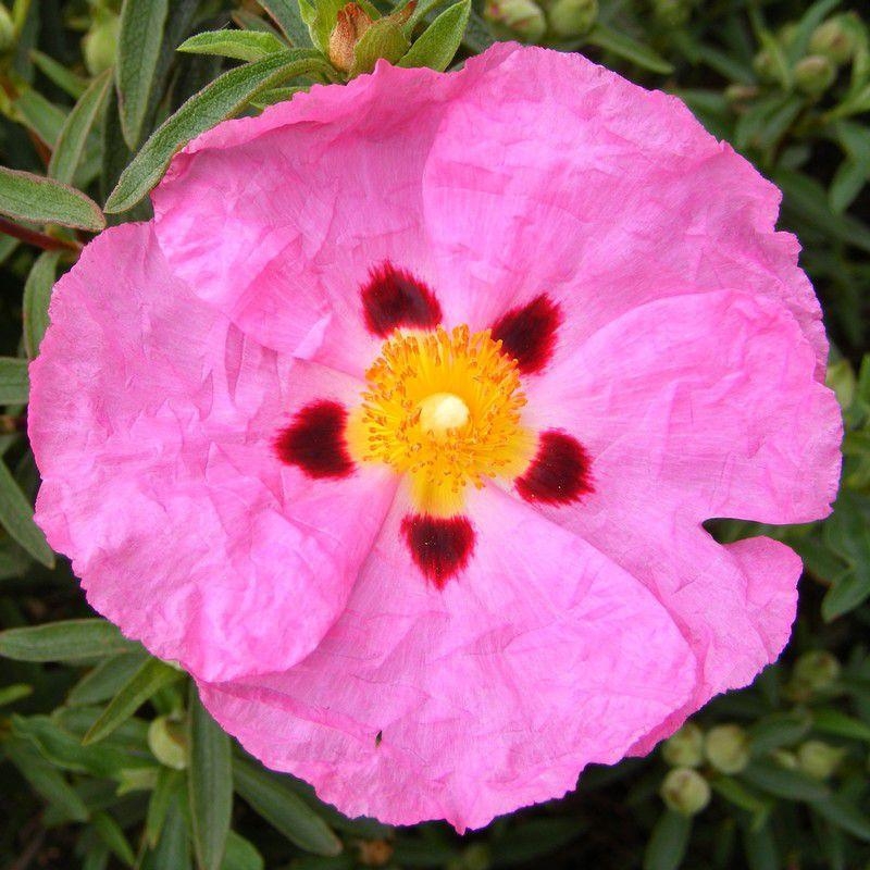 Cistus purpureus - Ciste pourpre - Rose du soleil