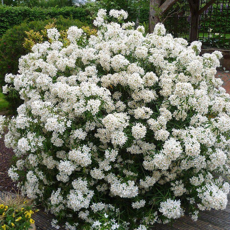 Choisya 'Aztec Pearl' - Oranger du Mexique blanc rosé