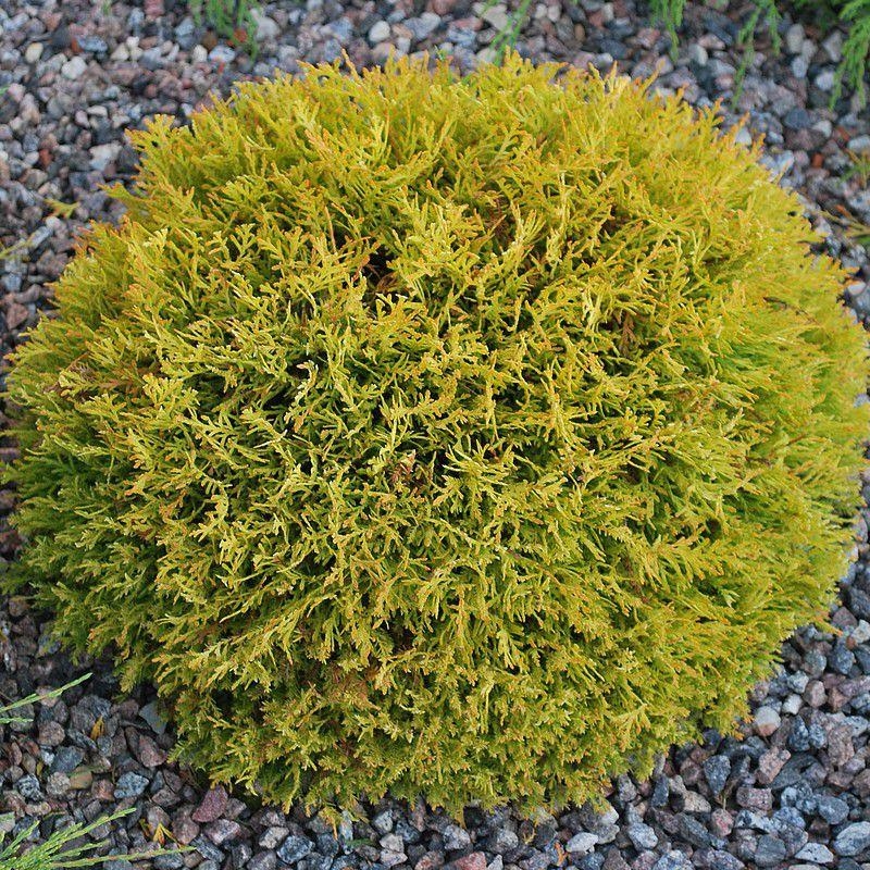 Thuja occidentalis 'Golden Globe' - Thuya du Canada nain jaune