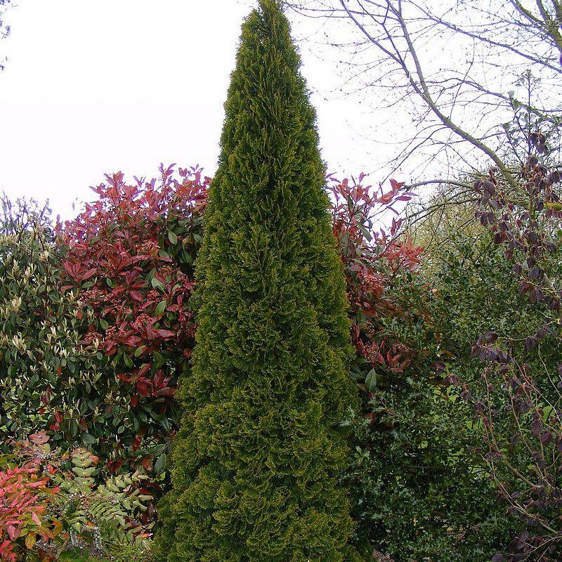 Thuja occidentalis 'Emeraude' - Thuya du Canada Smaragd
