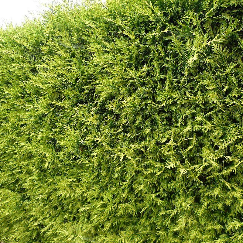 Thuja plicata 'Zebrina' - Thuya de Californie doré
