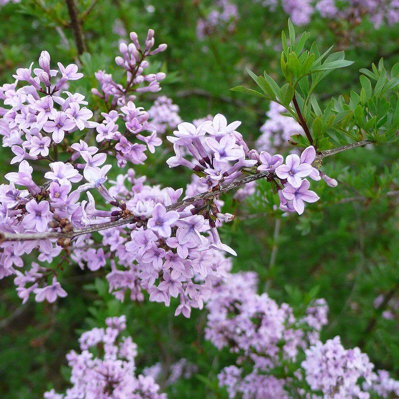 Syringa persica 'Laciniata' - Lilas de Perse lacinié mauve