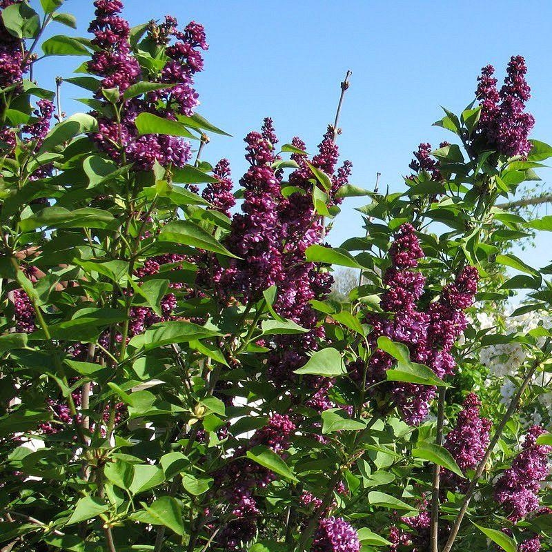 Syringa vulgaris 'Charles Joly' - Lilas commun hâtif à fleurs doubles pourpres