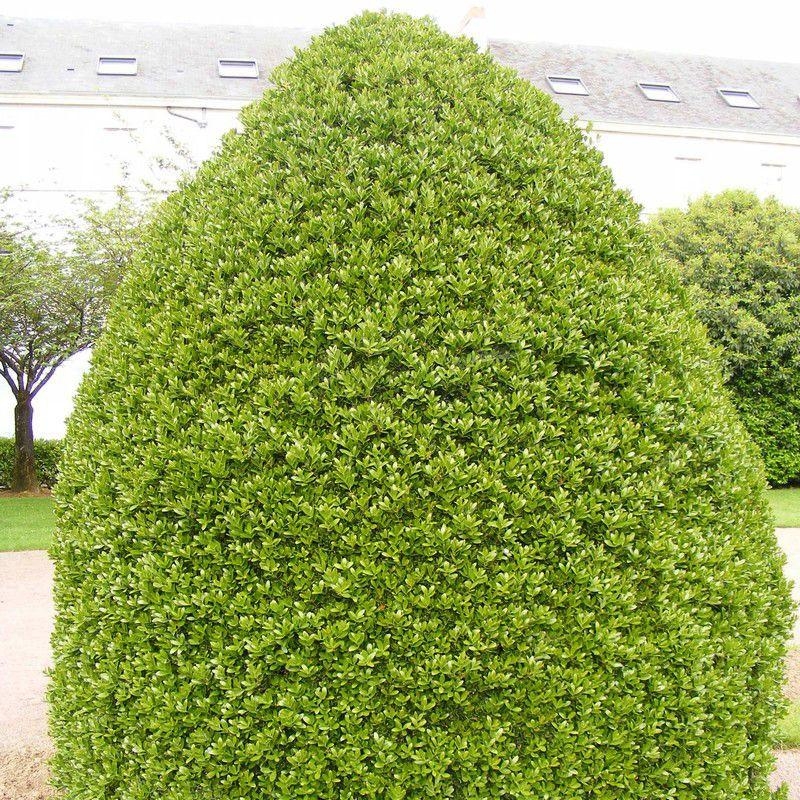 Buxus sempervirens 'Pyramidalis' - Buis commun pyramidal