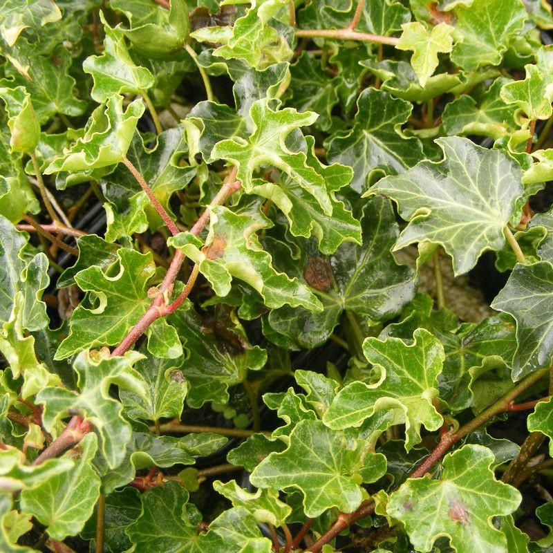 Hedera helix 'Ivalace' - Lierre grimpant vert frisé