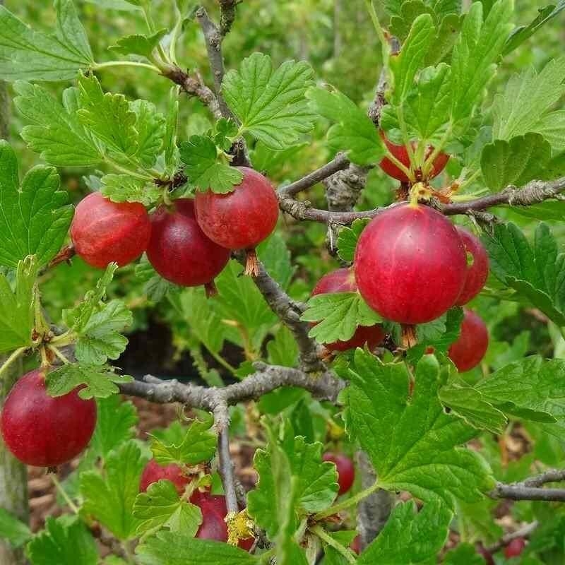 Ribes uva-crispa 'Hinnonmaki Red' - Groseillier à maquereau à fruits rouges