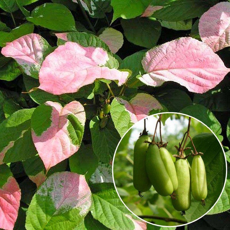 Actinidia kolomikta 'Vitakola'® * - Kiwi arctique femelle