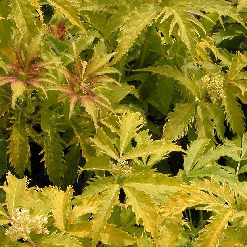 Sambucus racemosa 'Plumosa Aurea' - Sureau à grappes doré