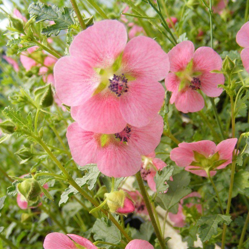 Anisodontea capensis - Lavatère rose - Mauve du Cap