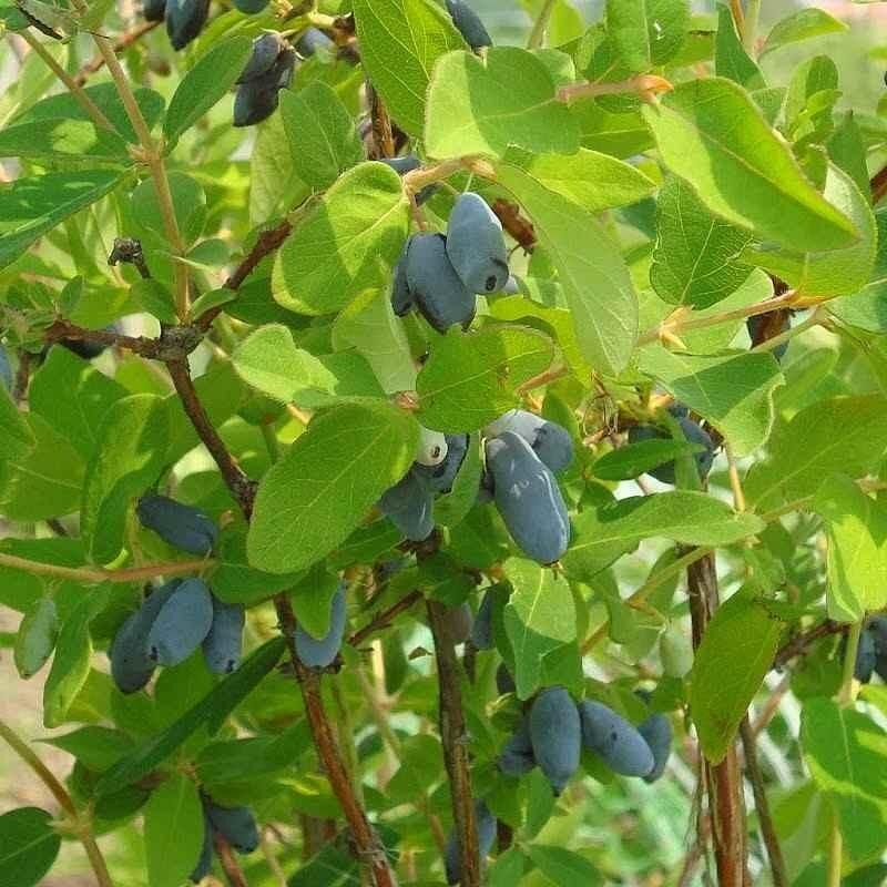 Lonicera kamtschatica 'Kiev' - Baie de mai bleu velours