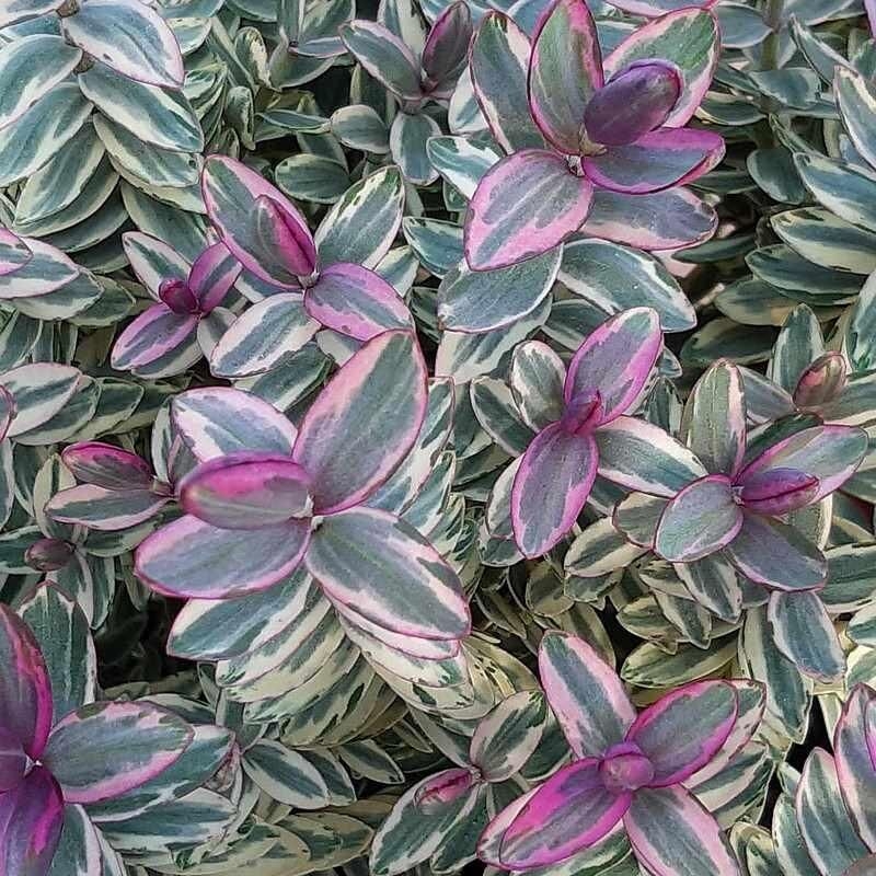 Hebe 'Silver Dollar' - Véronique arbustive multicolore