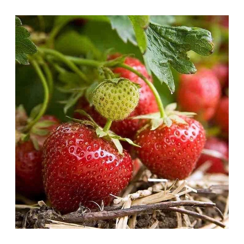 Fragaria ananassa 'Elsanta' - Fraise à conserver - Fraisier résistant