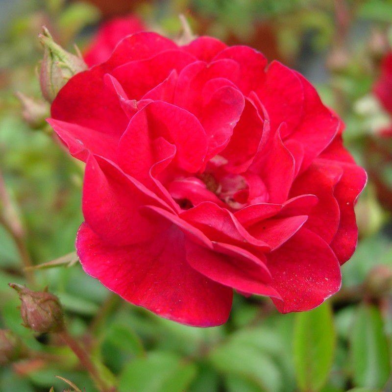 Rosa 'The Fairy Red' - Rosier paysager rouge - Rosier polyantha double