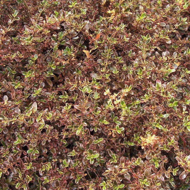 Coprosma 'Rainbow Surprise'® - Coprosme bicolore