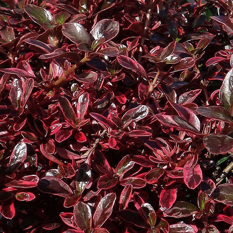 Coprosma 'Fire Burst'® - Coprosme pourpre