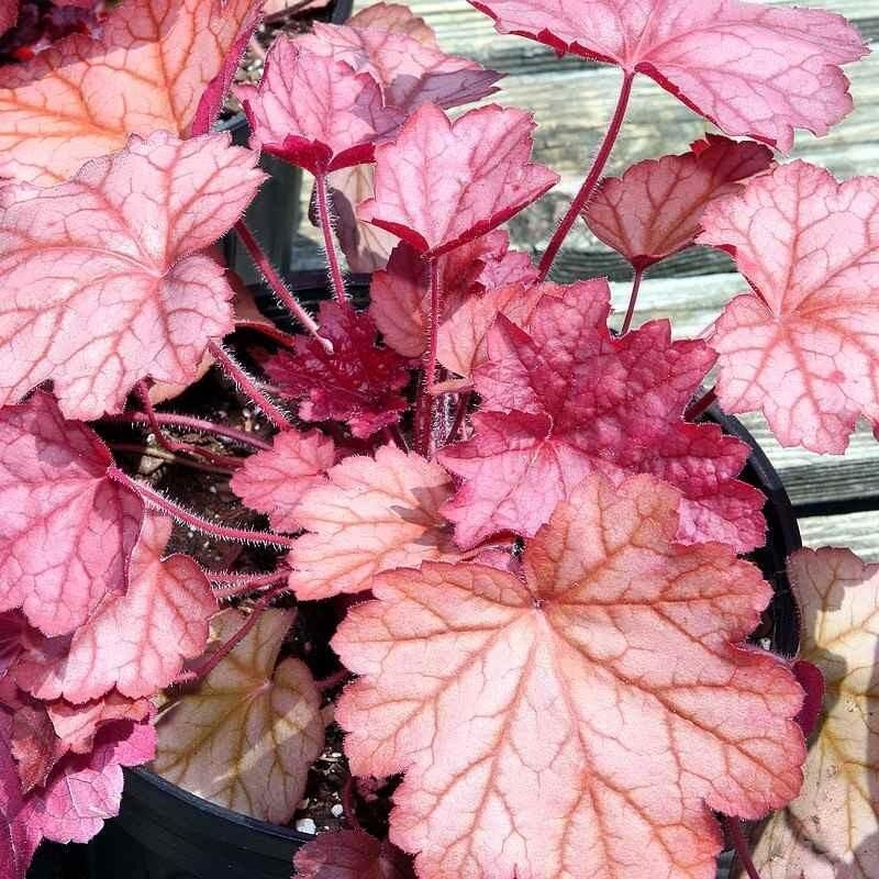 Heuchera 'Georgia Peach' - Heuchère lie de vin