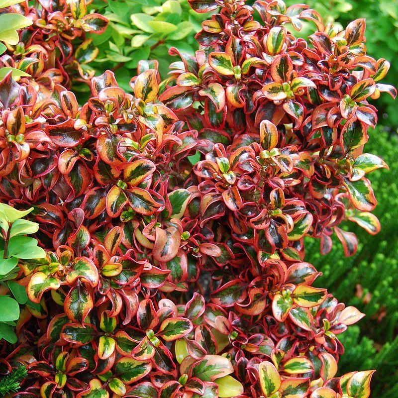 Coprosma 'Tequila Sunrise'® - Coprosme tricolore