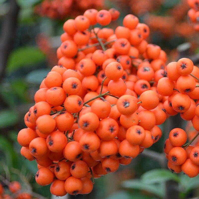Pyracantha coccinea 'Orange Charmer' - Buisson ardent à baies oranges
