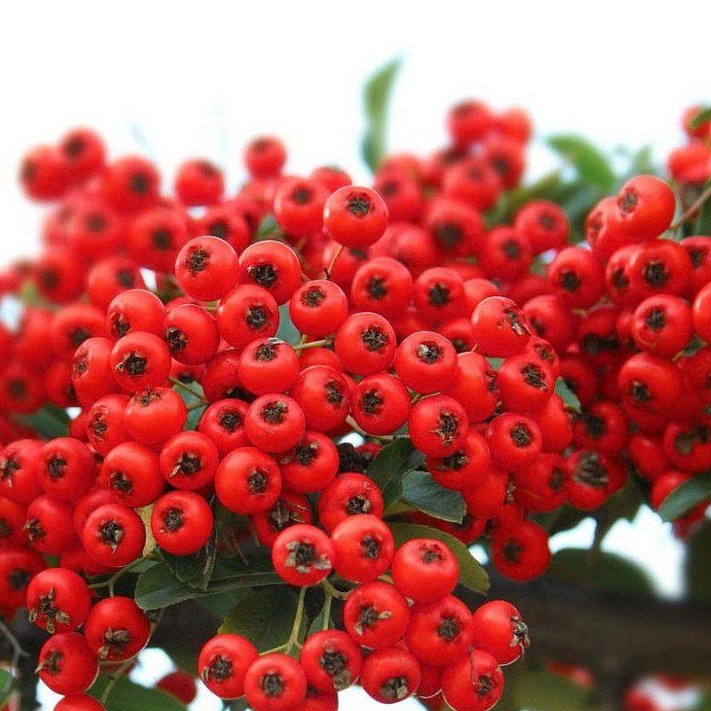 Pyracantha coccinea 'Ventoux Red' - Buisson ardent - Pyracanthe à baies rouges