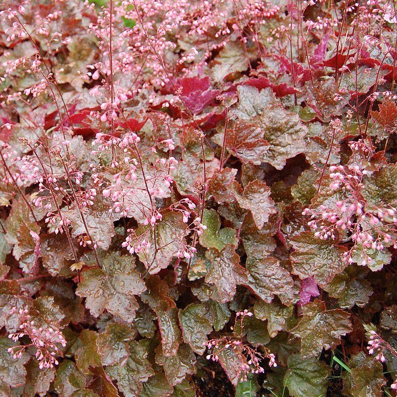 Heuchera micrantha 'Rachel' - Heuchère décorative