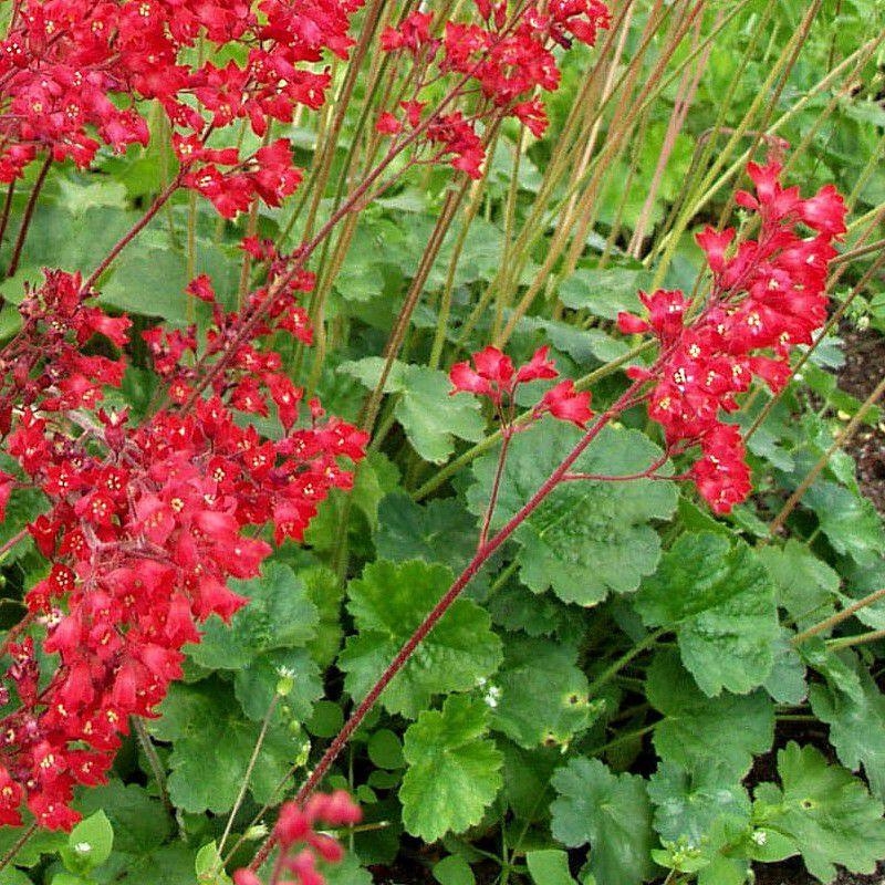 Heuchera 'Leuchtkäfer' - Heuchère rouge sang