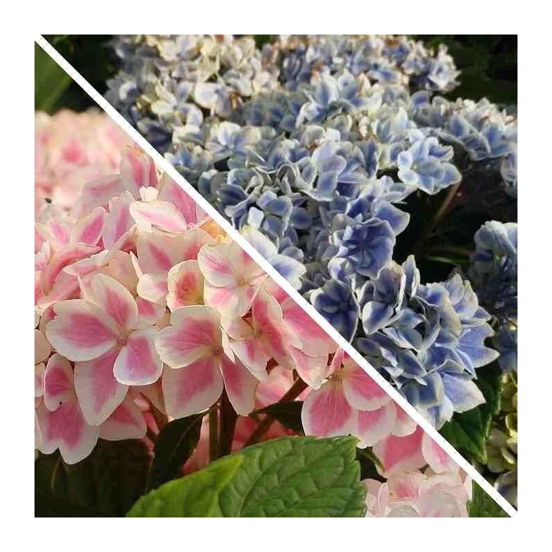 Hydrangea macrophylla You&Me® 'Peppermint' - Hortensia compact bicolore