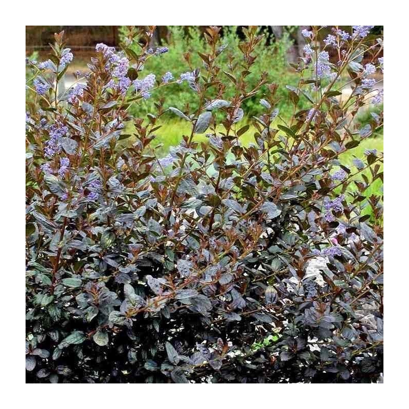 Ceanothus 'Tuxedo'® - Céanothe bleue à feuilles pourpres