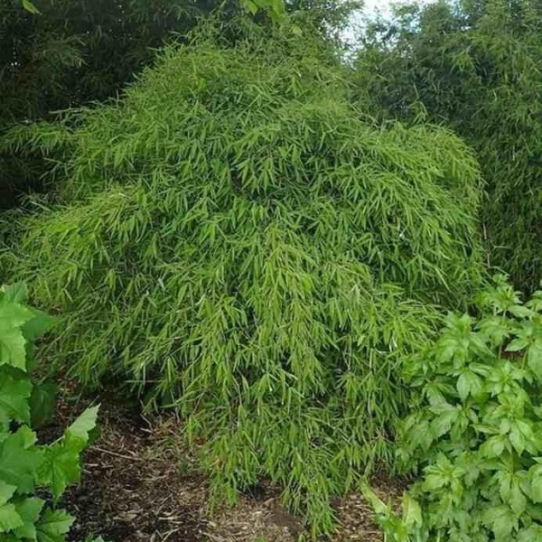 Fargesia nitida 'Gansu' - Bambou non-traçant pour l'ombre