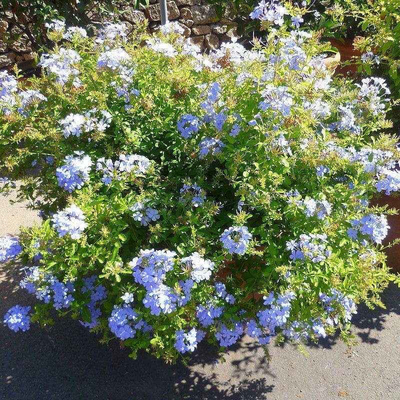 Plumbago capensis - Dentelaire du Cap