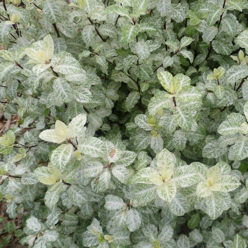 Pittosporum tenuifolium 'Irene Paterson' - Pittospore blanc à petites feuilles
