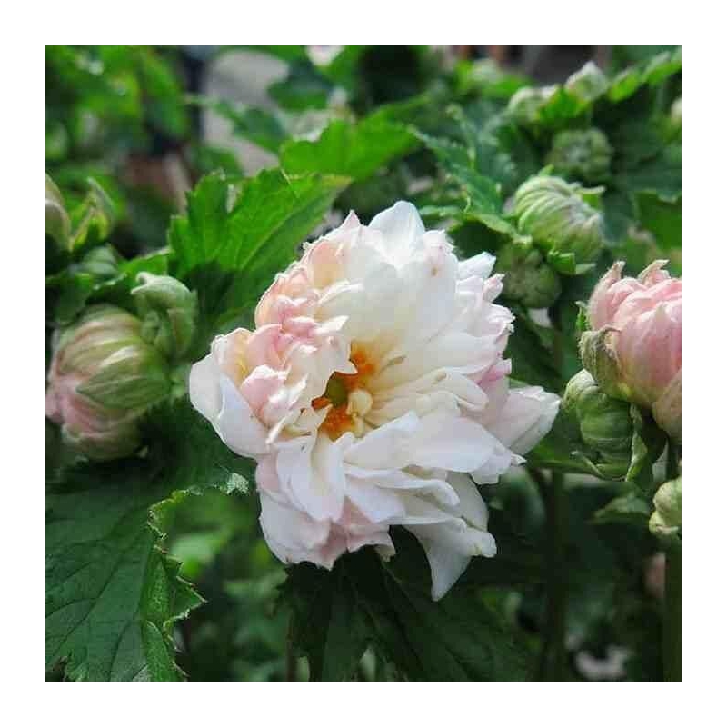 Anemone 'Tiki Sensation'® - Anémone du Japon blanche à fleurs doubles