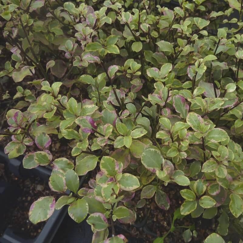 Pittosporum tenuifolium 'Victoria' - Pittospore à petites feuilles panachées roses