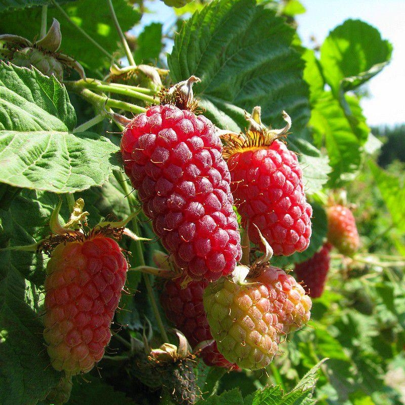 Rubus fruticosus 'Buckingham' - Mûre framboise