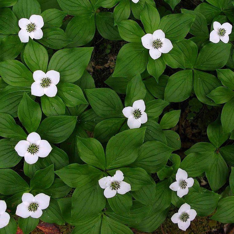 Cornus canadensis - Cornouiller du Canada - Quatre-temps couvre-sol