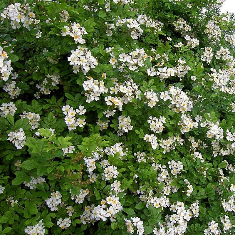 Rosa multiflora 'Inermis' - Rose sans épines - Rosier grimpant