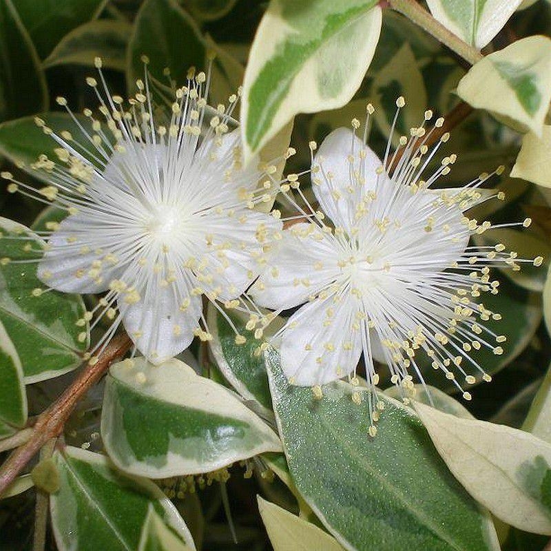 Myrtus communis 'Variegata' - Myrte panaché blanc parfumé