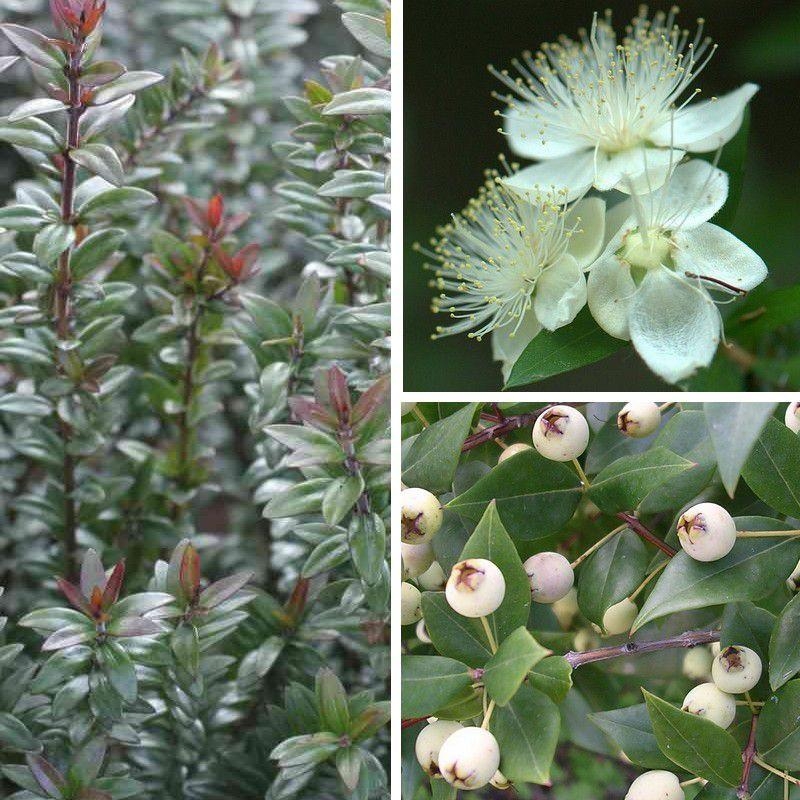 Myrtus communis tarentina - Myrte de Tarente parfumé