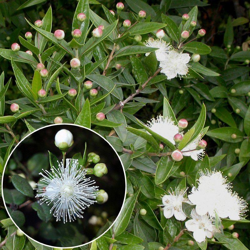 Luma chequem - Myrtus chequen - Myrte du Chili blanc parfumé