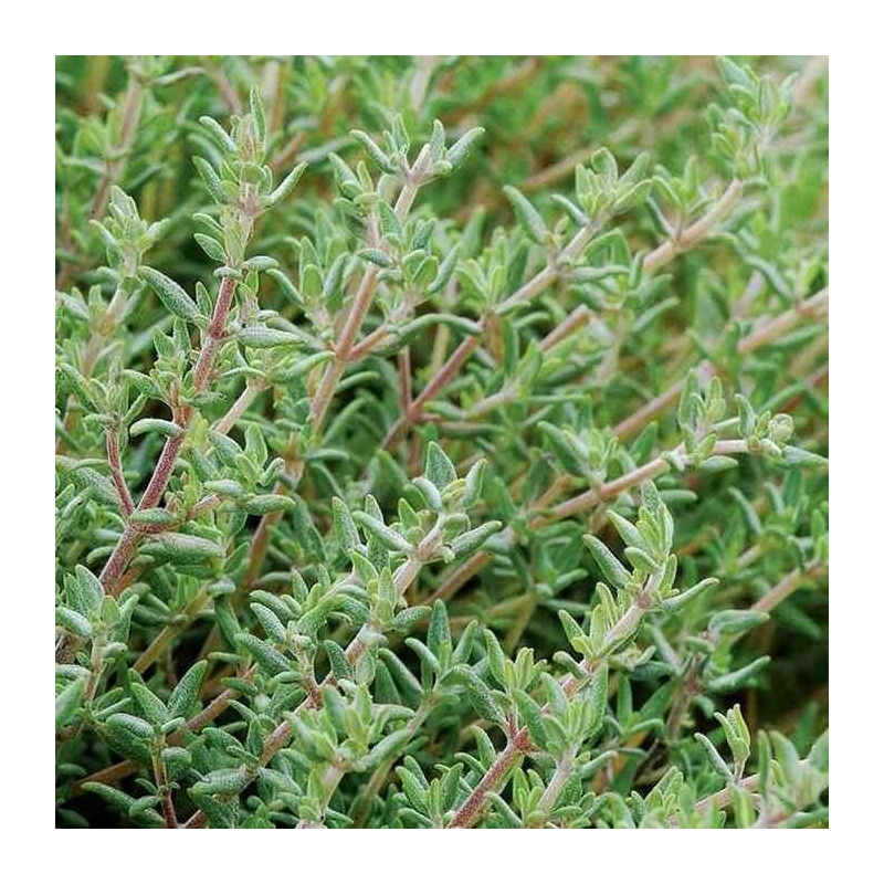 Thymus citriodorus 'Fragrans Orange' - Thym citron parfum d'orange