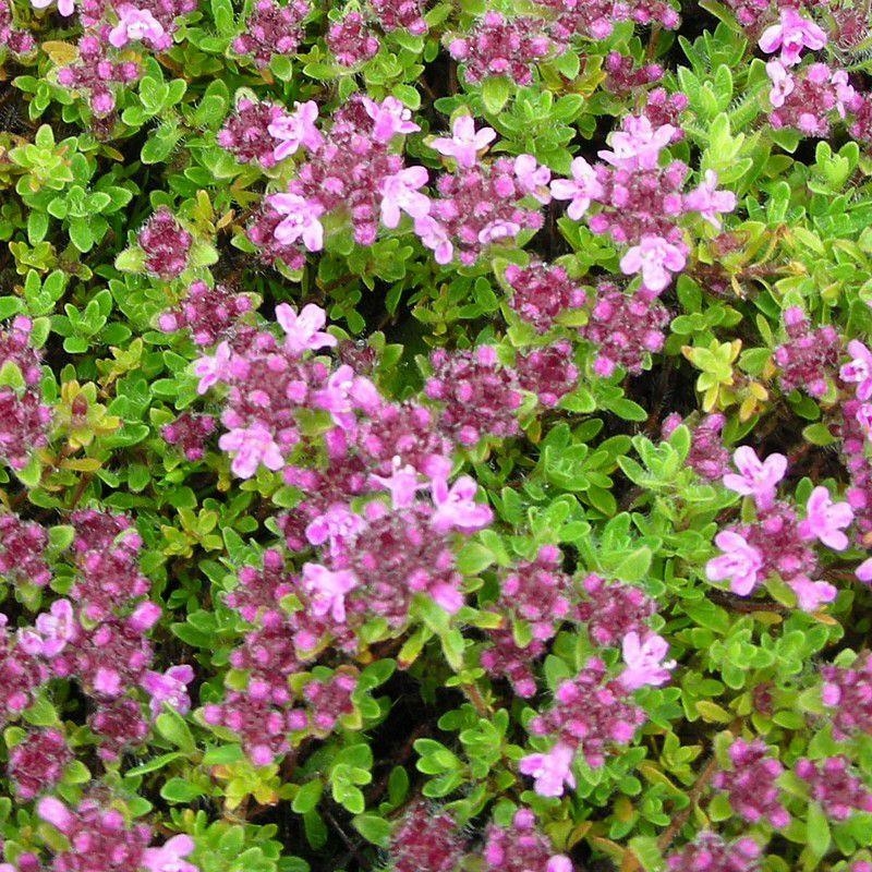 Thymus doerfleri - Thym tapissant