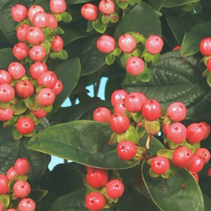 Hypericum inodorum Miracle® 'Blossom' - Millepertuis à baies rose-pêche