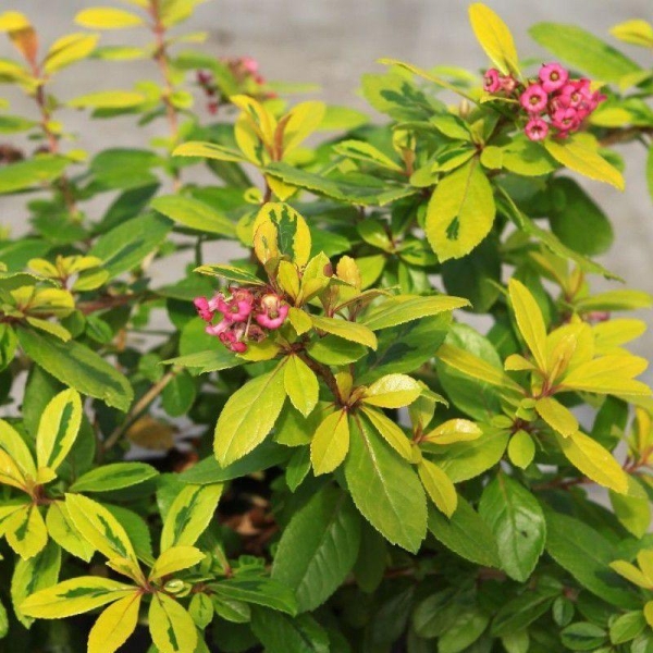 Escallonia organiensis 'Aureovariegata' - Escalonia laevis panaché rose