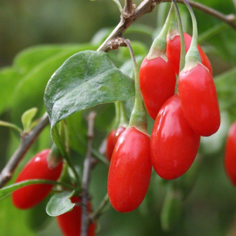 Lycium barbarum - GOJI rouge - Lyciet de Barbarie