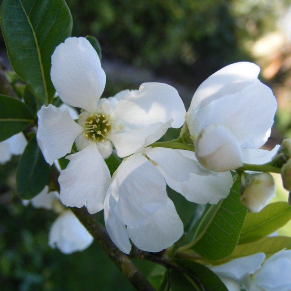 Exochorda racemosa 'Niagara' - Buisson de perles - Exochorde blanc