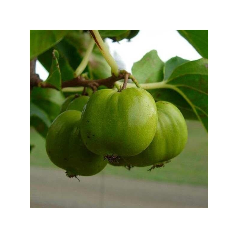 Actinidia arguta 'Chang Bai Giant' * - Mini-Kiwi femelle à gros kiwaï vert aplati