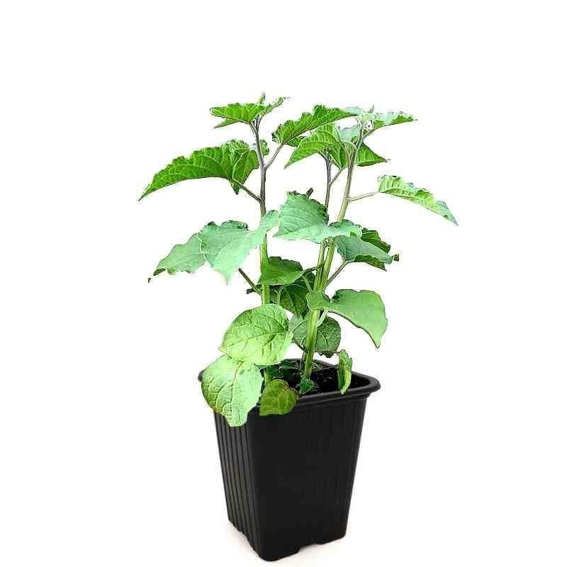 Physalis pruinosa 'Preciosa' - Coqueret du Pérou nain