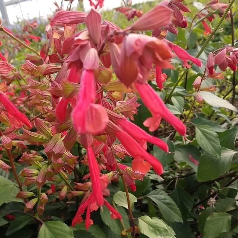 Salvia 'Ember's Wish' - Sauge arbustive rouge corail